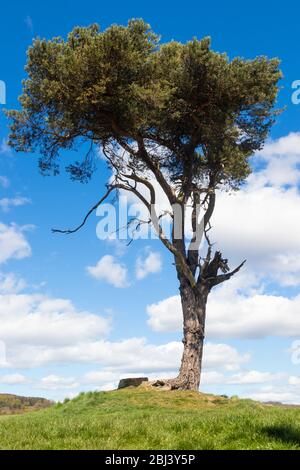 A single pine tree against fluffy white clouds in dalgety bay Fife, Scotland Stock Photo