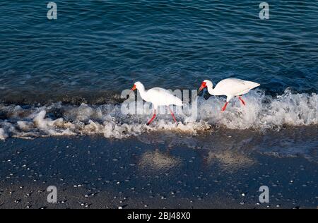 Pair of Ibis searching for food along the waters edge at Barefoot Beach in Bonita Springs. Stock Photo