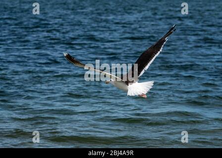 Seagull flying above ocean water in search of food at Cape Cod in Massachusetts. Stock Photo