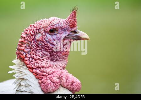 Wild turkey head closeup (Meleagris gallopavo) Stock Photo