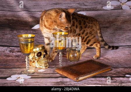 a varius jolly roger element whit cat from the still life photo, Stock Photo