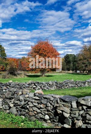 Rustic fieldstone wall and autumn tree. Stock Photo