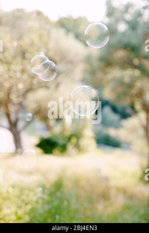 Balls of soap bubbles fly against the olive grove at sunset. Blurred background of olive grove. Stock Photo