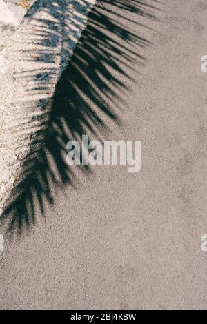 Palm shadows on asphalt road texture in Montenegro. Background for a marine summer card Stock Photo
