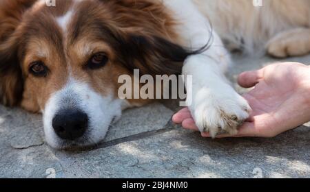 Shepherd dog laying down tired, Man hand holding dogs paw tenderly. White and brown color domestic animal pet lazy or sick Stock Photo