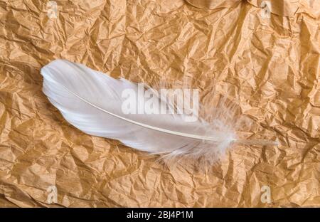 White feather. Paper background. Golden crumpled paper texture background. The paper crumpled and wrinkled. cream crumpled paper background texture. Stock Photo