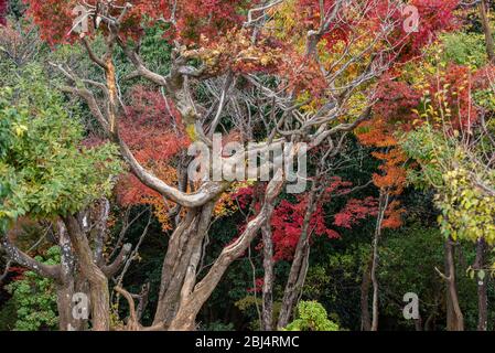 Spectacular fall foliage at Arashiyama, kyoto, Japan Stock Photo