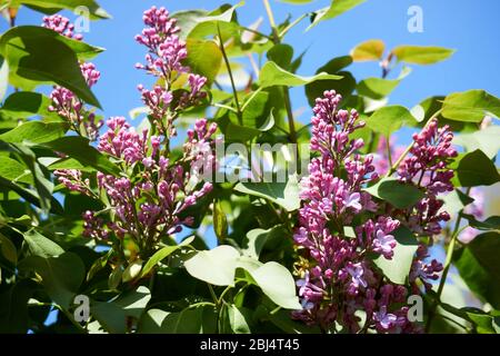 Syringa lilac is a genus of 12 currently recognized 1 species of flowering woody plants in the olive family Oleaceae Stock Photo
