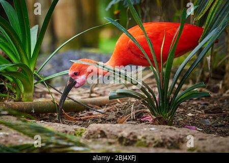 Scarlet ibis bird closeup (Eudocimus ruber) Stock Photo