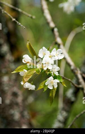 White cherry blossom photographed in spring in the Eifel, Germany Stock Photo