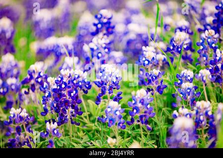 A patch of wild bluebonnets in Denison, TX. Stock Photo