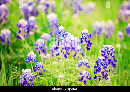 A patch of wild bluebonnets in Denison, TX. Stock Photo