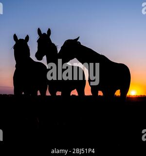 silhouette of three horses in meadow against colorful sky at sunset Stock Photo