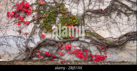 beautiful colorful ivy with autumnal red colors against old plastered wall in luxembourg Stock Photo