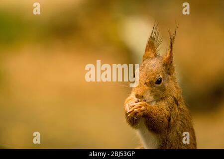 hungry squirrel with text free space Stock Photo