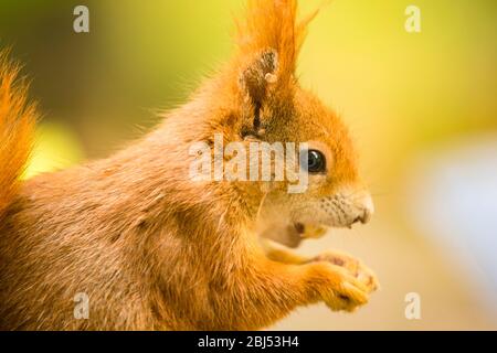 hungry squirrel with text free space Stock Photo