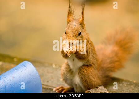 hungry squirrel with text free space Stock Photo