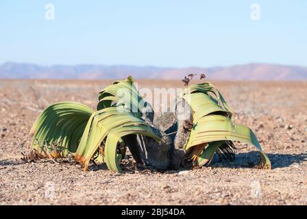 Welwitschia is a plant native to the Namib desert and Angola. It was named after the Austrian botanist and doctor Friedrich Welwitsch. Stock Photo