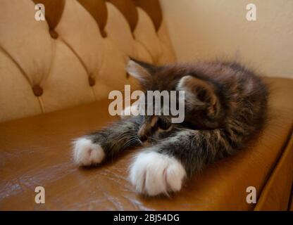 Cute tabby kitten relaxing on brown leather couch Stock Photo