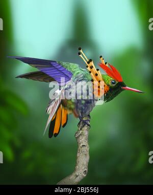 Brightly Colored Hummingbird Tufted Coquette Lophornis Ornatus, Bird Sitting on the Branch in Brazil Forest, December 2017. Stock Photo