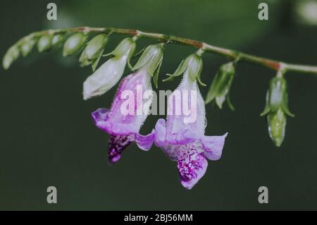 Tiny flowers in the nature Stock Photo