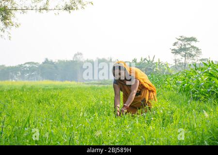 indian woman farmer working in agricultural field Stock Photo