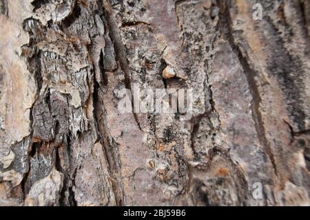 Tree bark apple tree pear cherry cherry apricot in spring garden Stock Photo