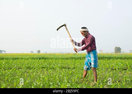 Indian Farmer Working In Agriculture Field Stock Photo