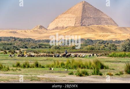 Shepherd tending to his flock of goats and sheep in Dahshur with the bent Pyramid in the background Stock Photo
