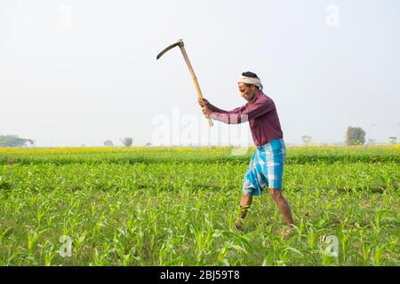 Indian Farmer Working In Agriculture Field Stock Photo