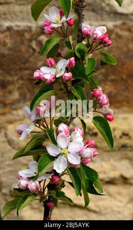 Closeup of blossom and buds of the apple tree Ellison's Orange. Stock Photo