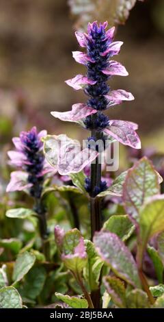 Closeup of a purple flower spike of Bugle. Stock Photo