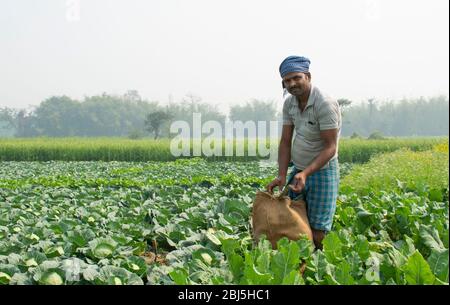 farmer doing agricultural work at field Stock Photo