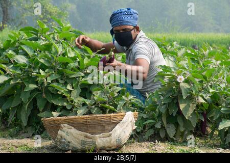 farmer wearing mask doing agricultural works in field Stock Photo