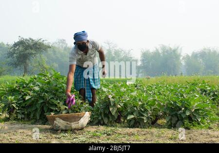 farmer wearing mask doing agricultural works in field Stock Photo