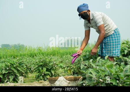 farmer wearing mask doing agricultural works in field Stock Photo