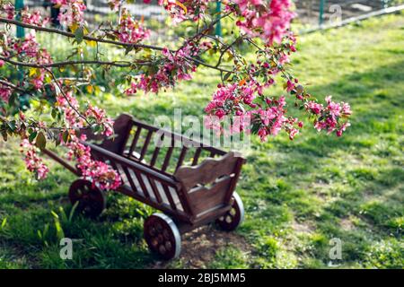 Decorative apple tree. Blooming in pink. Pink pearls. Stock Photo