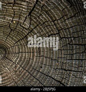 Very old weathered log stump with annual rings and cracks in the wall of a wooden house. Patterned rough suface. Abstraction, texture, closeup Stock Photo