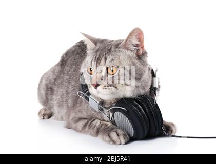 disc jockey dj kitten Stock Photo - Alamy