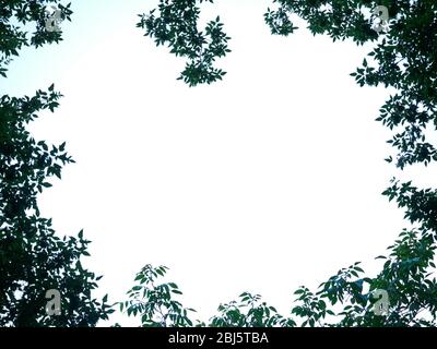nature forest landscape with window through trees, sky background Wide overhead top up view of hole in wood towards sky Stock Photo