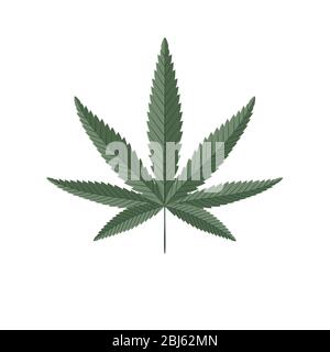 Cannabis green leaf isolated on white. Hemp plant vector illustration. Stock Vector