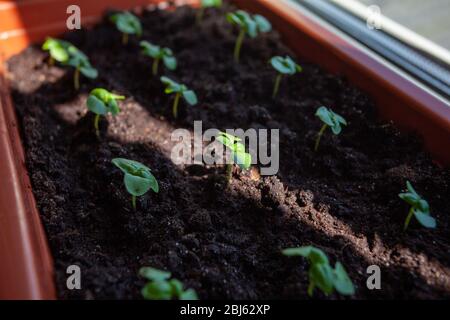 Small basil seedlings grown in a potted house, close-up, rays fall on a plant. Stock Photo
