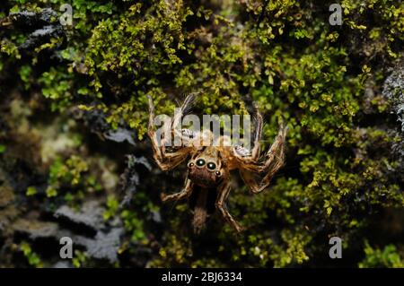 Curious spider looks in the lens just before jumping Stock Photo