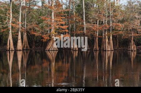 Giant Bald Cypress Trees along the Suwannee River in Central Florida Stock Photo
