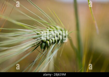 Closeup, macro photo of barley spike in the field, blurred bokeh background. Stock Photo