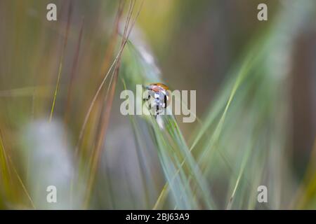 Closeup of crawling Ladybird on a barley in the field in the summer Stock Photo