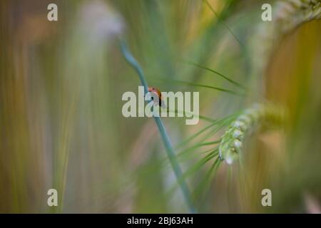 Closeup of crawling Ladybird on a barley in the field in the summer Stock Photo
