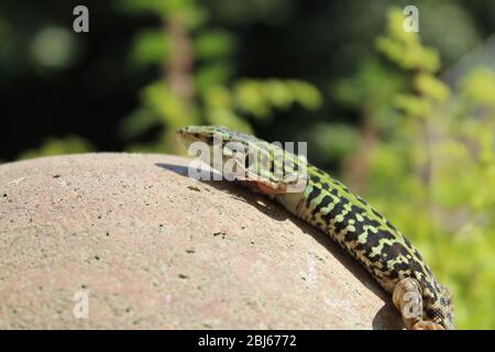 Italian wall lizard in Roman garden Stock Photo