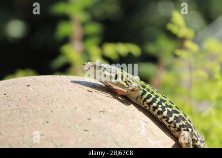 Italian wall lizard in Roman garden Stock Photo