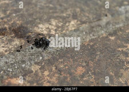 ants swarm around a dead worm Stock Photo